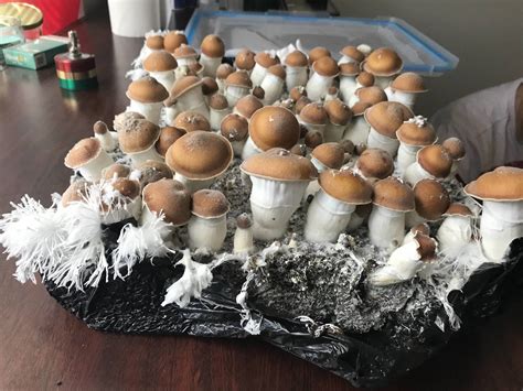 Magic Mushrooms;. . Tidal wave mushroom shroomery
